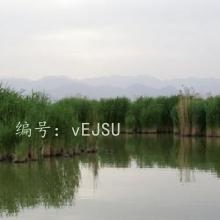 ƻ